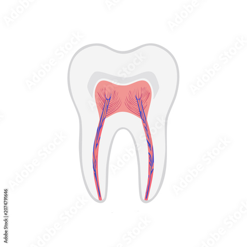 Tooth anatomy cross section vector illustration