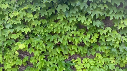 A dense layer of vibrant green ivy leaves and creeping vines completely covers a wall structure on a bright sunny summer daytime afternoon