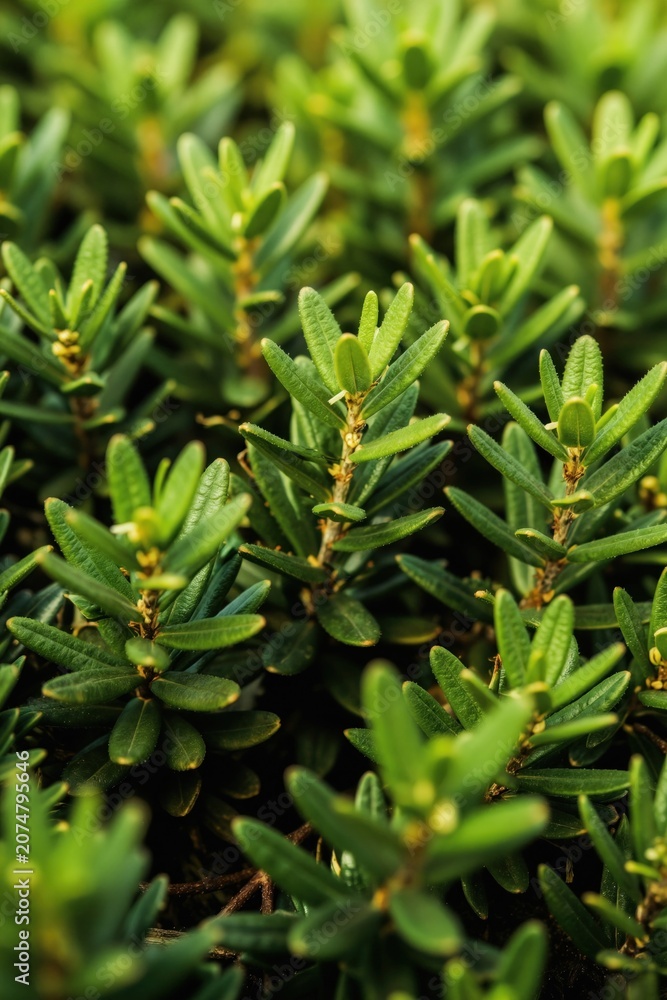 Obraz premium Close-up rich evergreen honeysuckle shrub. Dense foliage displays vibrant green leaves texture. Natural plant detail offers calming background element. Suitable for botanical studies garden design