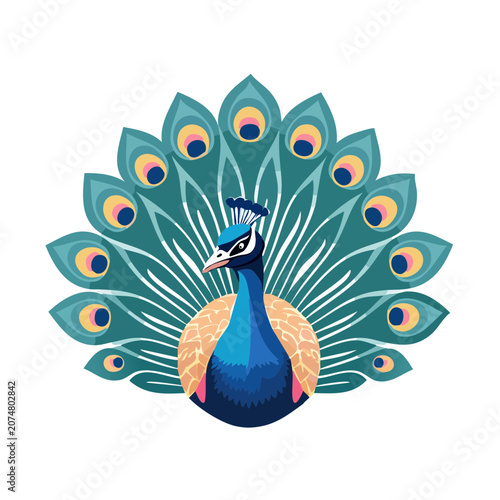 Flat illustration of a peacock with spread tail feathers