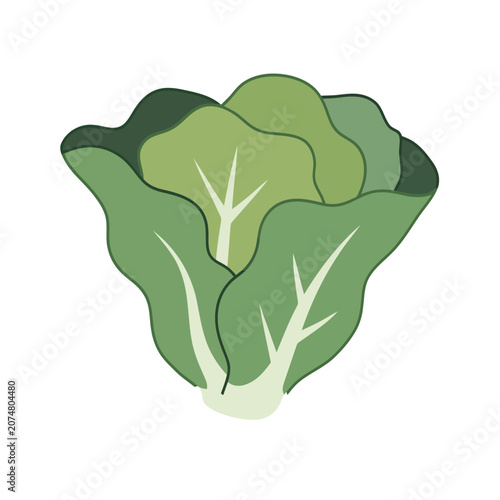 Green lettuce vector illustration