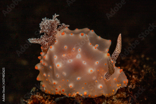 Bild auf Leinwand nudibranch in cebu