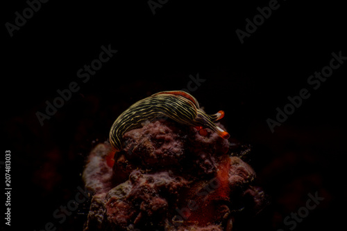 Foto nudibranch in cebu