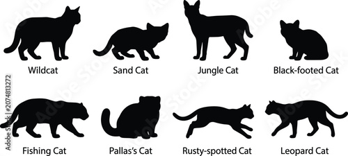 Canvas Print Wild cat species silhouette collection with text labels featuring wildcat sand c