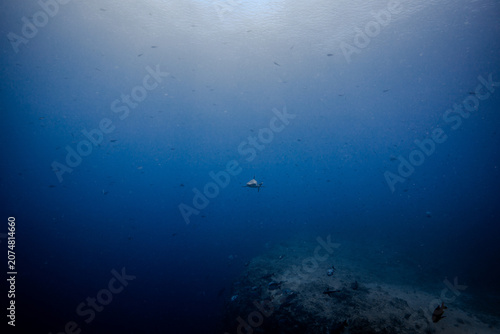 shark in palau