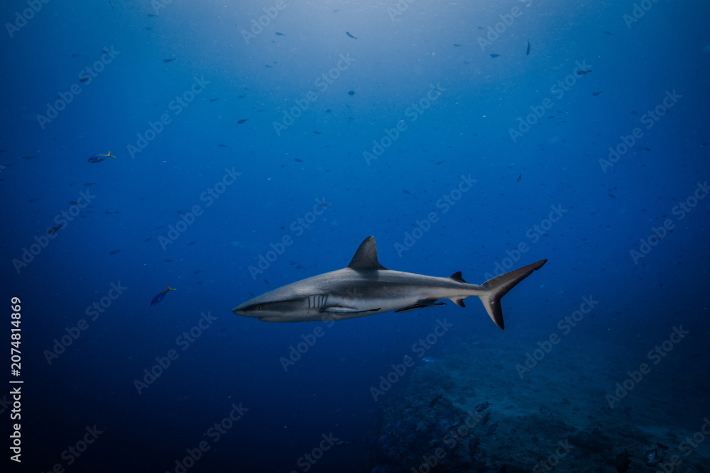 Obraz premium shark in palau