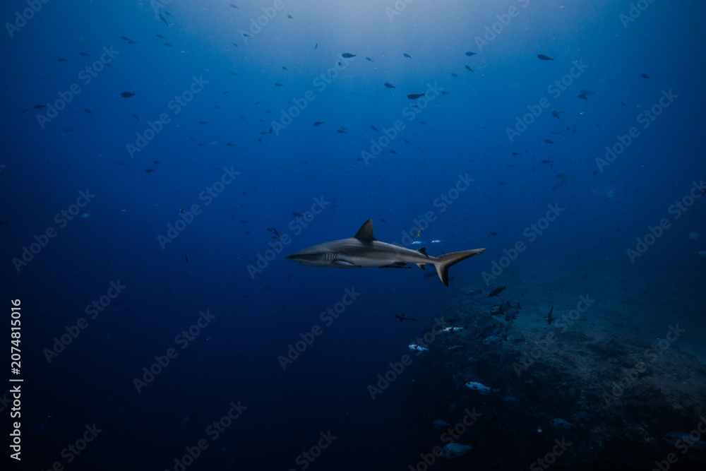 Fototapeta premium shark in palau