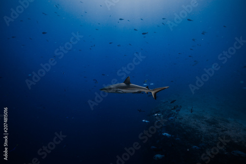 shark in palau