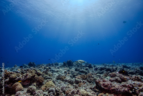 sea turtle in palau