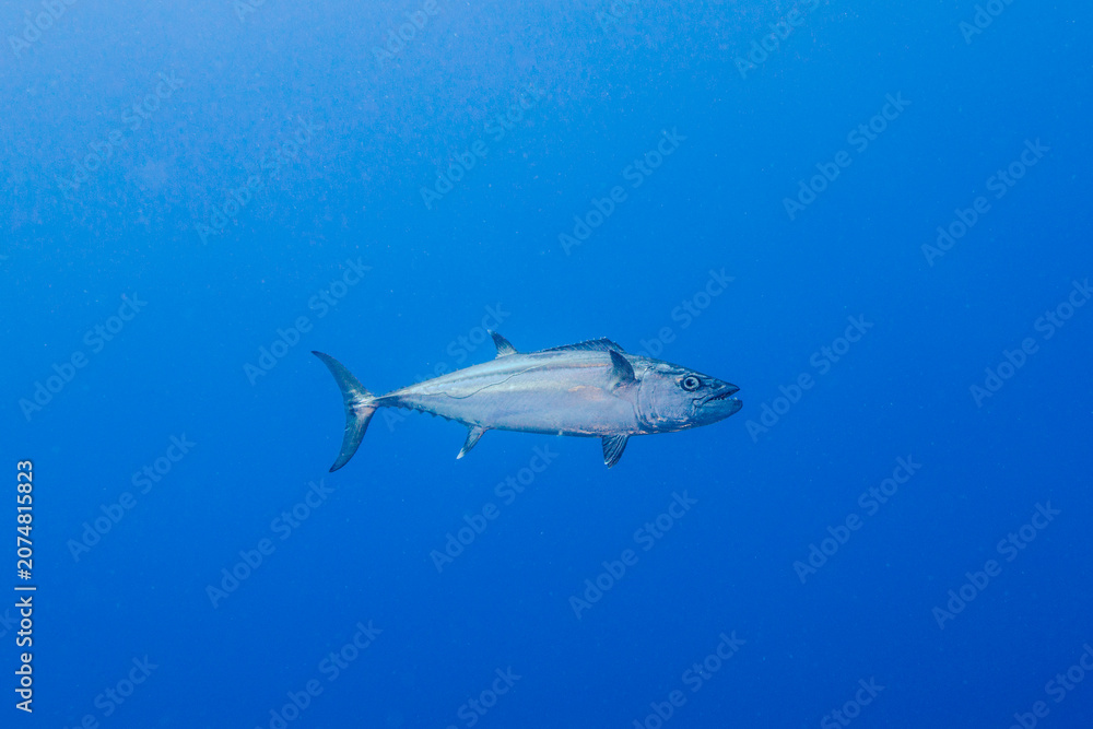 Fototapeta premium shark in palau