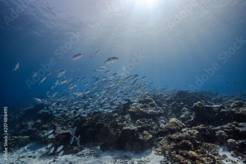 fish schooling in palau