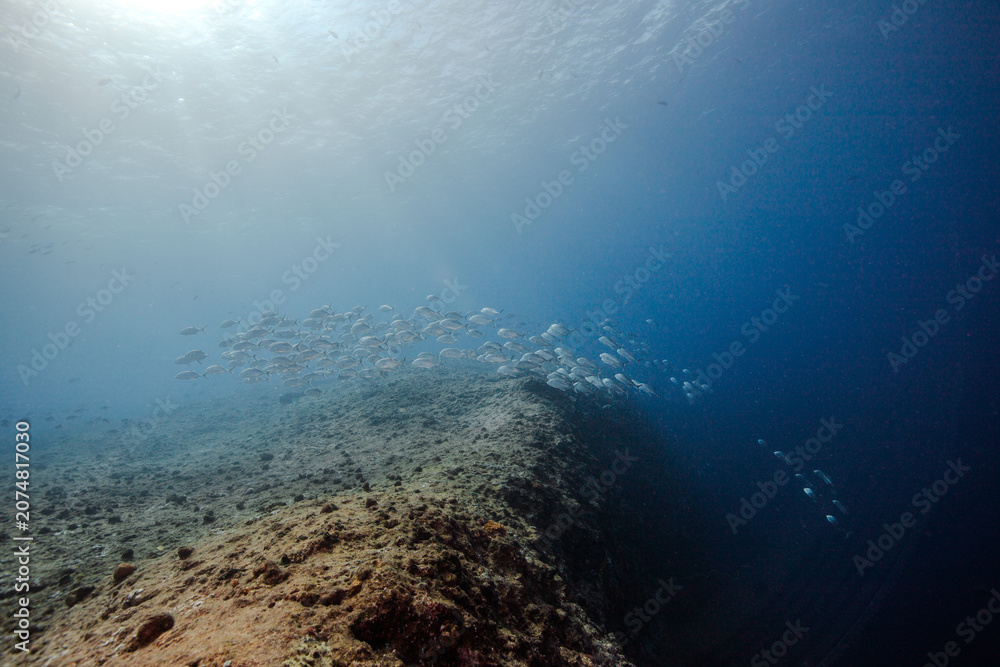 Fototapeta premium fish schooling in palau