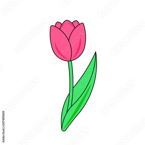 pink tulip on white