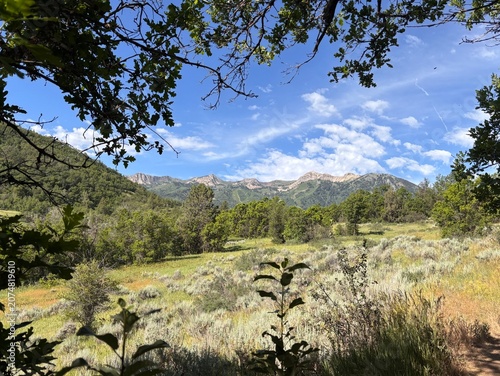 meadow in mountains with the backside of Snowbasin Utah in the background