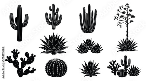 Photos Black cactus and succulent silhouettes on white
