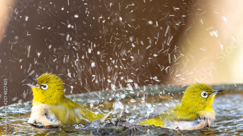 Photos Japanese White-eyes Bathing with Dramatic Water Splash