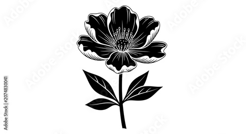 Black and white flower botanical illustration.