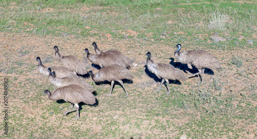 Fotografie A flock of  emus in outback Queensland.