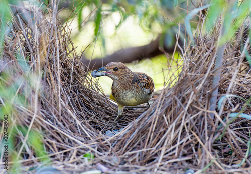 Cuadro en lienzo Spotted bowerbird in bower uin western Queensland.