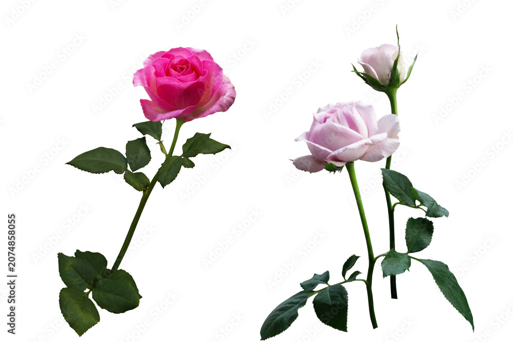 Fototapeta premium A close-up image of two varieties of pink and purple roses, isolated on a PNG file with a transparent background.