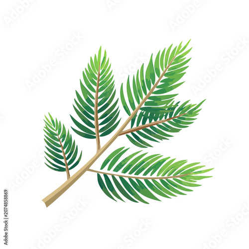 Mimosa leaves on branch vector illustration