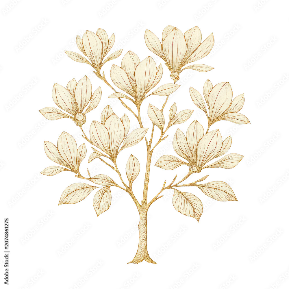 Fototapeta premium PNG Elegant floral illustration on black