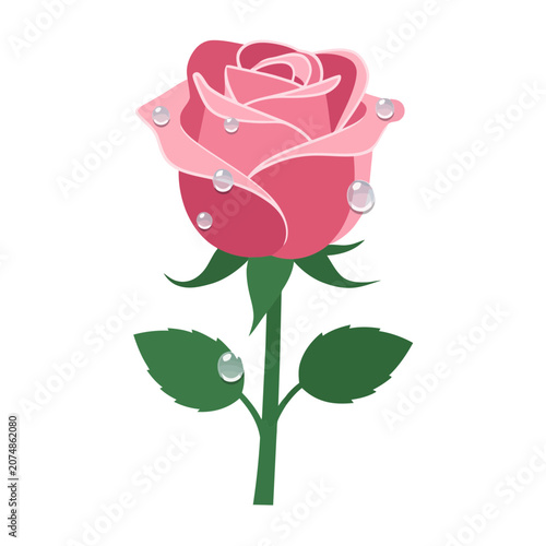 Pink rose with water droplets and green leaves vector illustration