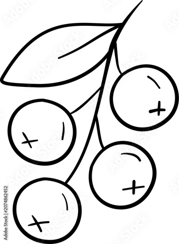 Blueberry fruit drawing outline.