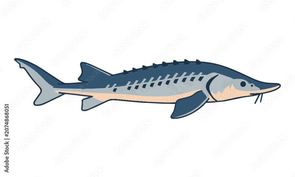 Fototapeta premium Minimalist line drawing of a sleek sturgeon fish with clean contours and simplified features on a white background. Wildlife and fishing concept