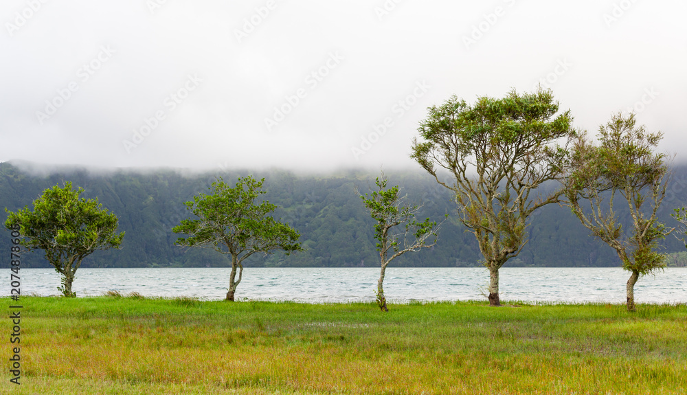 Naklejka premium Trees by the lake in Sete Cidades, San Miguel Island, Azores. Calm water and green landscape. Cloudy sky above the volcanic caldera.
