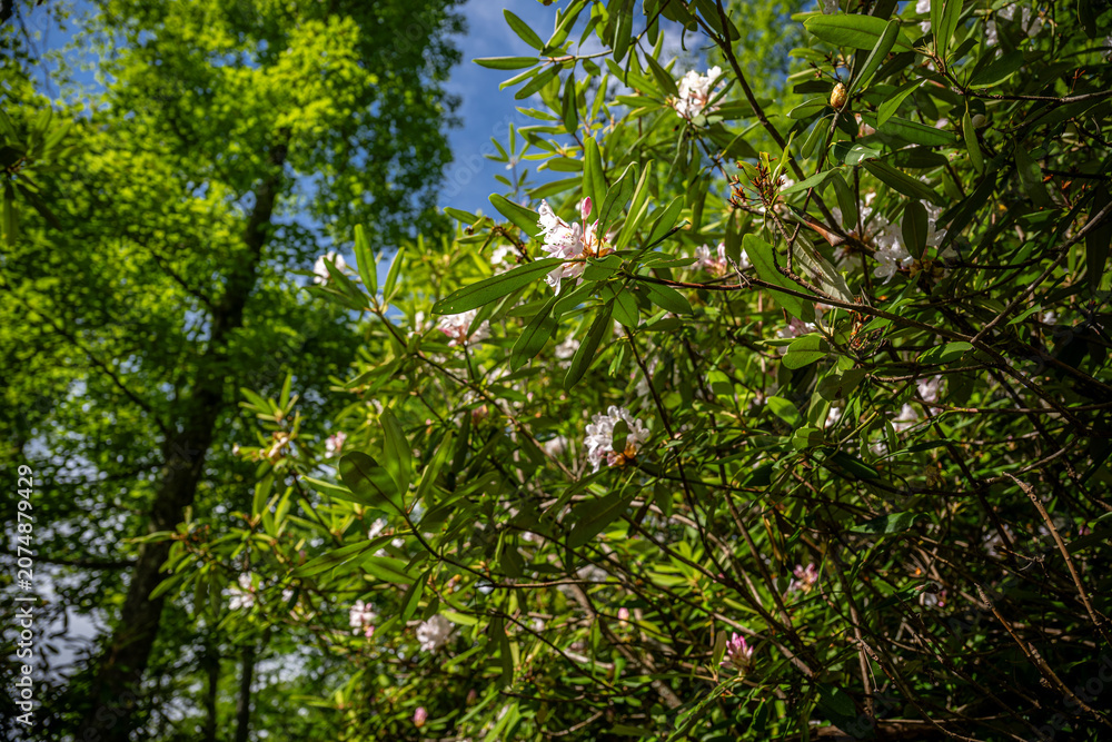 Fototapeta premium rhododendron