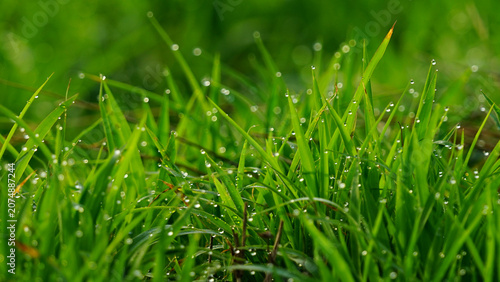 Fresh Morning Dew Drops on Green Grass Close Up