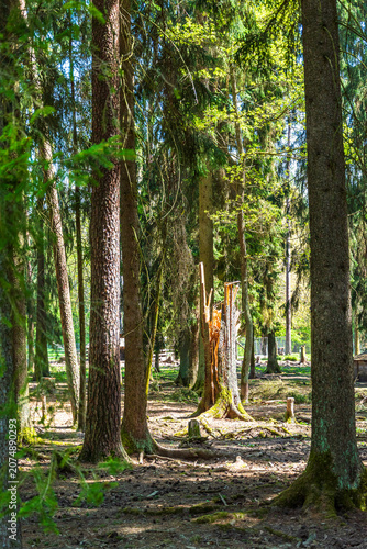 Sunlit conifer forest with broken tree trunk