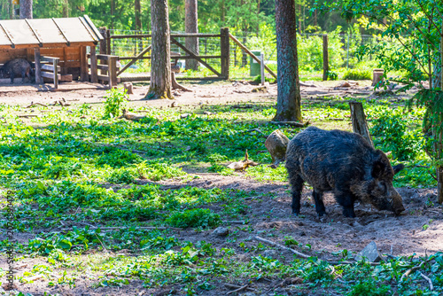 Wild boar in forest enclosure on farm