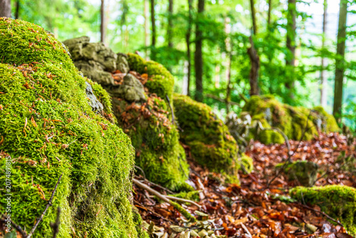 Moss covered rocks on forest floor in lush woodland