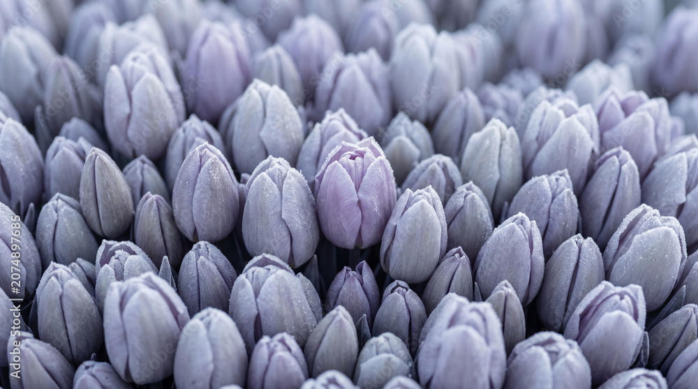 Obraz premium Close-up of buds of soft powdery tulips, Soft Focus Studio Floral Concept