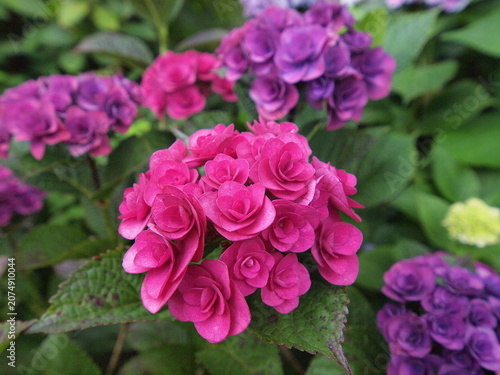 Blue Hydrangea (Hydrangea macrophylla) or Hortensia flower with dew in slight color variations ranging from blue to purple.