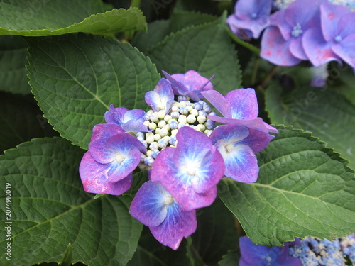 Blue Hydrangea (Hydrangea macrophylla) or Hortensia flower with dew in slight color variations ranging from blue to purple.
