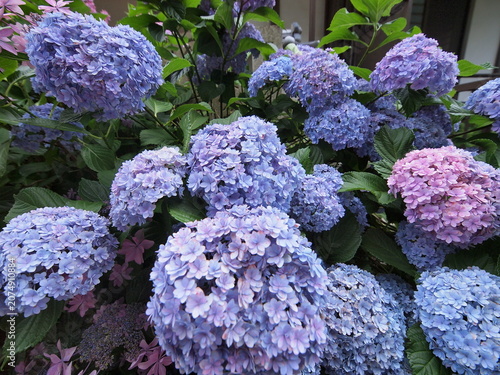 Blue Hydrangea (Hydrangea macrophylla) or Hortensia flower with dew in slight color variations ranging from blue to purple.