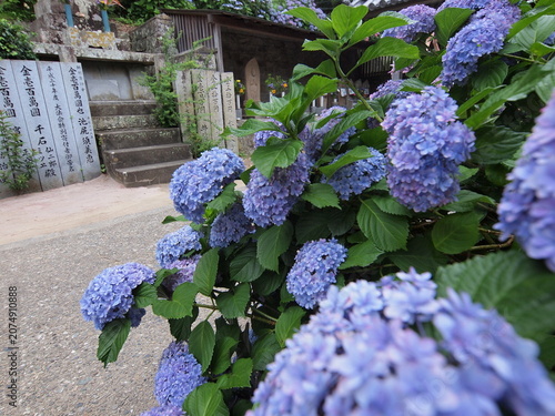 Blue Hydrangea (Hydrangea macrophylla) or Hortensia flower with dew in slight color variations ranging from blue to purple.