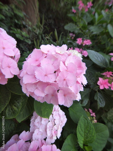 Blue Hydrangea (Hydrangea macrophylla) or Hortensia flower with dew in slight color variations ranging from blue to purple.