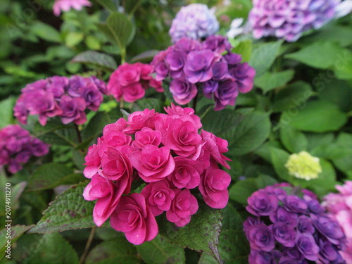 Fotografie Blue Hydrangea (Hydrangea macrophylla) or Hortensia flower with dew in slight color variations ranging from blue to purple