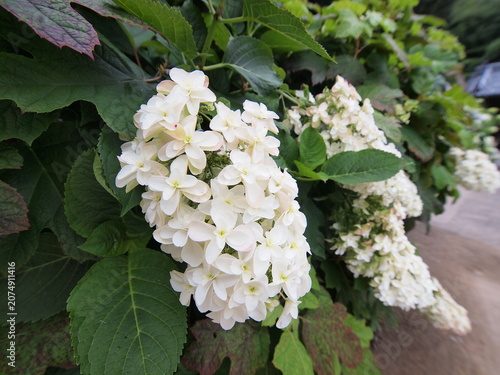 日本の梅雨時あじさい
Blue Hydrangea (Hydrangea macrophylla) or Hortensia flower with dew in slight color variations ranging from blue to purple.