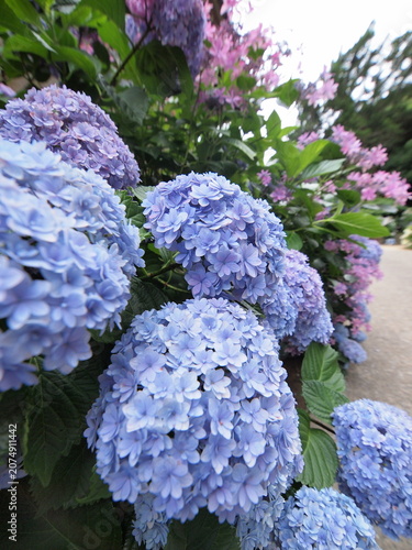 日本の梅雨時あじさい
Blue Hydrangea (Hydrangea macrophylla) or Hortensia flower with dew in slight color variations ranging from blue to purple.