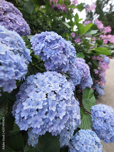 日本の梅雨時あじさい
Blue Hydrangea (Hydrangea macrophylla) or Hortensia flower with dew in slight color variations ranging from blue to purple.