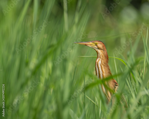 Foto Yellow Bittern