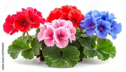 A vibrant close-up of colorful geraniums showcases petals in shades of red, pink, and blue, with lush green foliage