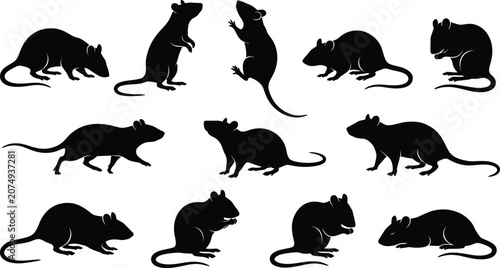Slika na platnu Rat silhouette collection set featuring various poses of rodents isolated on a w