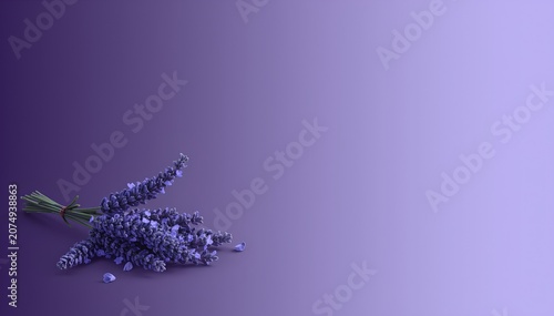 An elegant and soothing watercolor illustration featuring a bunch of fresh lavender flowers laid horizontally along the bottom of the frame. The lavender blossoms are depicted with exquisite detail—sh