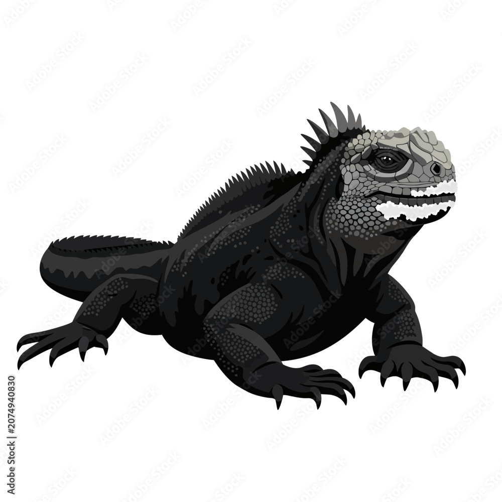 Fototapeta premium Black Marine Iguana Galapagos Reptile Flat Vector